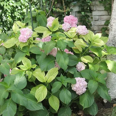 News Appartement Bucarest