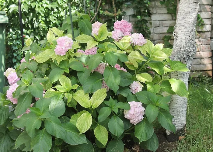 News Apartament Bucureşti